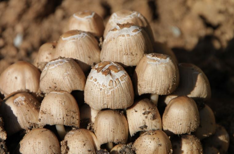 cara membuat bibit jamur merang