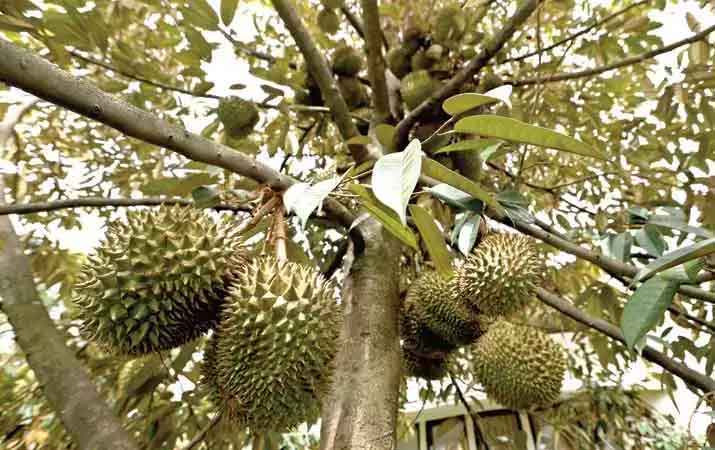cara-menanam-durian