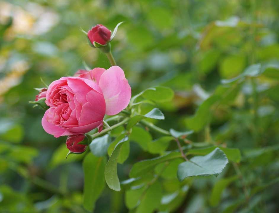  Cara  Menanam  Bunga  Mawar  Pelangi Dari Biji Mawar  Ku